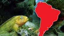 El pez más temido de SUDAMÉRICA está en Perú, según la IA: es peligroso y muy agresivo
