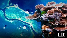 La única colonia animal visible desde el espacio: es parte del sistema de arrecifes más grande del mundo