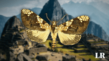 Descubren una nueva especie de mariposa en Machu Picchu: ahora son 365 en la maravilla del Perú