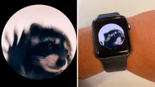 ¿Deseas tener la imagen de Pedro, el mapache viral de TikTok, en la pantalla de tu smartwatch?