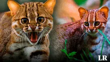 Descubre al gato salvaje más pequeño del mundo: puede cazar presas de hasta 3 veces su tamaño