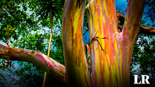 El ÚNICO eucalipto 'arcoíris' del mundo florece en la selva: su tronco luce como un lápiz de color