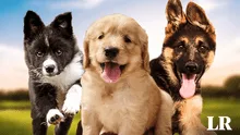 Esta es la raza de perro más inteligente del mundo en 2024, según un nuevo estudio