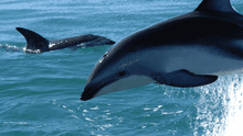 Delfín que vive en aguas sudamericanas está en peligro por la pesca artesanal en el Perú