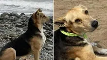 'Vaguito': ¿qué pasó con el 'Hachiko peruano' en la vida real y con quién está ahora el perro?