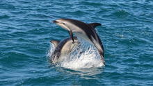 Delfín que nada en las costas de Perú está en peligro por la pesca artesanal