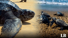 La tortuga marina más grande del mundo está en Sudamérica: única especie con un caparazón suave