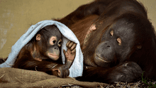El conmovedor nacimiento por cesárea de un orangután en peligro de extinción, en Estados Unidos