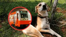 La iniciativa del Metro CDMX para darles hogar a perros abandonados por el Día del Niño