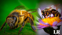 Las consecuencias que afrontaría la Tierra si se extinguieran las abejas, según los científicos