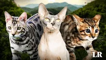 Las 3 razas de gato más exclusivas del mundo en 2024: pagaron hasta 20.000 dólares