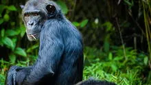 Científicos descubren la extraña forma en la que los chimpancés podrían transmitir virus similares al coronavirus a los humanos