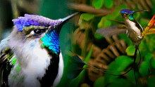 El colibrí más hermoso de la Tierra está en Sudamérica: sus plumas cambian de color con la luz