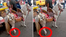 Maltrato animal en Centro de Lima: obligan a poni a tirar de carroza pese a tener un pata herida