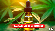 Cannabis medicinal en México: ¿qué proponen los candidatos y qué retos implicará para la salud pública?