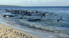 Más de 160 ballenas piloto quedaron varadas en una playa de Australia, 28 de estas murieron