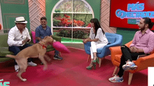 ¡Nadie pudo detenerlo! Perrito actor de 'Vaguito' destruyó cojín durante entrevista en TV Perú