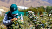 Perú se encamina a ocupar el octavo puesto como exportador mundial de fruta este 2024, según Mincetur