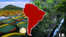 El país de Sudamérica con la segunda mayor cantidad de bosques: representan el 12% en el mundo