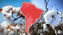 El único país que produce más algodón en Sudamérica y está en el top 3 del ranking mundial