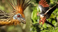 La extraña ave que solo existe en Sudamérica: los polluelos tienen garras en sus alas