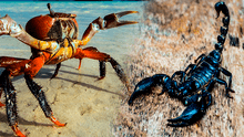 ¿Quién ganaría entre un cangrejo y un escorpión? Conoce el resultado del enfrentamiento a muerte