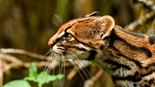 Descubren nueva especie de tigrillo silvestre que habita en las montañas nubosas de América Latina