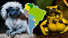 Los 4 animales exóticos, únicos de Sudamérica, que fueron destacados por National Geographic