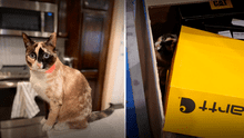 El curioso caso de una gatita que terminó en un viaje a Los Ángeles vía Amazon: ¿cómo pasó?