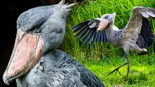 El ave 'prehistórica' que come cocodrilos y mata a sus hermanos: alcanza la medida de un humano
