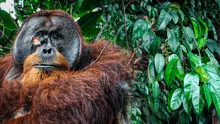 Científicos captan por primera vez a un orangután curándose una herida con planta medicinal