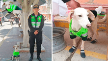 Policía de Perú adopta a perrito abandonado y usuarios los trolean con peculiar nombre: Coimita