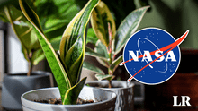 La ‘lengua de suegra’ y otras plantas para purificar el aire catalogadas por la NASA