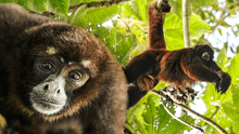 El mono que se creía extinto y solo habita en Perú: ¿cómo es la especie?