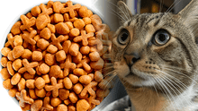 Estudio mexicano revela cuáles son las PEORES marcas de croquetas para darle a tu gato: una es de las más vendidas