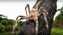 La araña más letal del mundo está en Sudamérica: su cuerpo alcanza los 17 cm de longitud