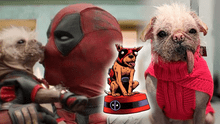 ‘Deadpool & Wolverine’: conoce a Peggy, la estrella perruna que interpretará a ‘Dogpool’, la versión canina del antihéroe de Marvel