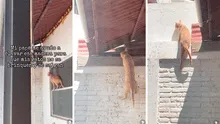Gatito usa insólito método para escapar de su casa y usuarios dicen: “Ni en 'Misión imposible'”