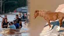 Un caballo queda atrapado en el techo durante devastadoras inundaciones en Brasil