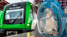 ATU: mascotas podrán ser transportadas en buses y trenes de Metropolitano, Línea 1 y corredores