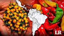 El nuevo ají más picante del mundo está en América: no es de Perú ni México y tiene un récord Guinness