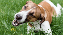 Descubre por qué los perros comen pasto: ¿es verdad o no que está ligado a problemas digestivos?