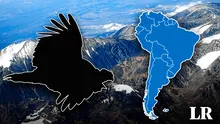 El ave más grande del mundo habita en Sudamérica: es considerada un símbolo nacional