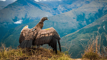 Cóndor andino sobrevive a terrible intoxicación en Apurímac: será monitoreado con GPS por Serfor