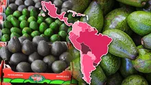 Luna, la nueva variedad de palta escogida como el mejor invento agronómico que se produce en Latinoamérica
