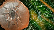 Científicos descubren impactante araña que vivió en la época del Carbornífero: "Se trata de una nueva especie"