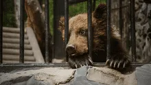 América Latina tiene el único país del mundo en cerrar todos sus zoológicos públicos