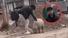 Joven mata a oveja y justifica el acto como un “mal día”: vecinos piden condena por maltrato animal