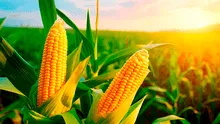 Un país de América es el principal productor de maíz en 2024: genera 389,7 millones de toneladas