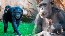 El inusual caso del chimpancé hembra que carga a su cría muerta hace 3 meses: expertos opinan de su conducta